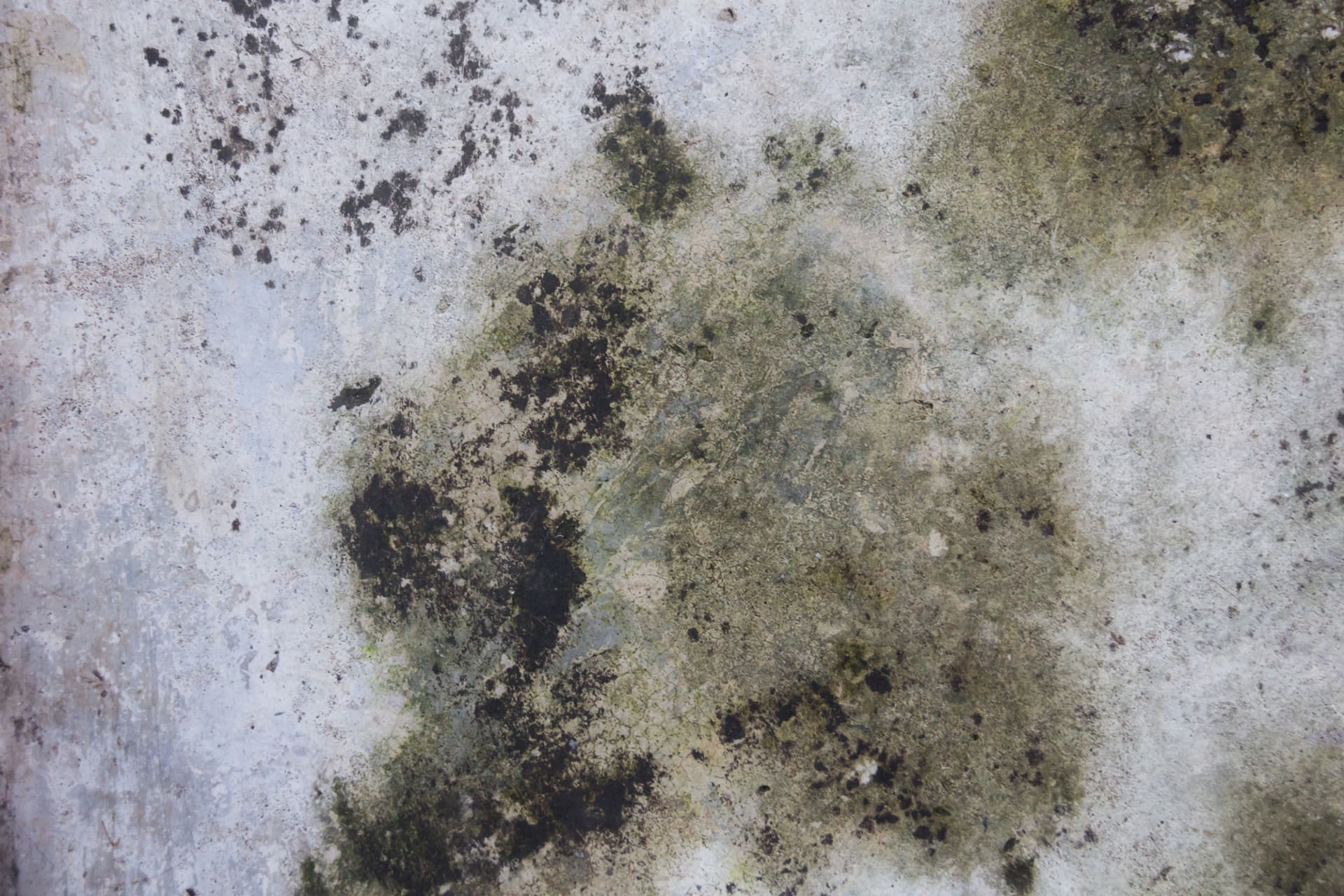 Mold Restoration